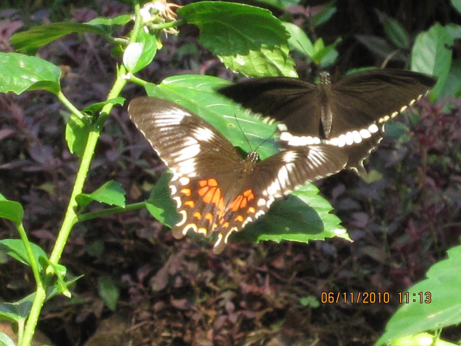 Butterflies at Mahim Nature Park
